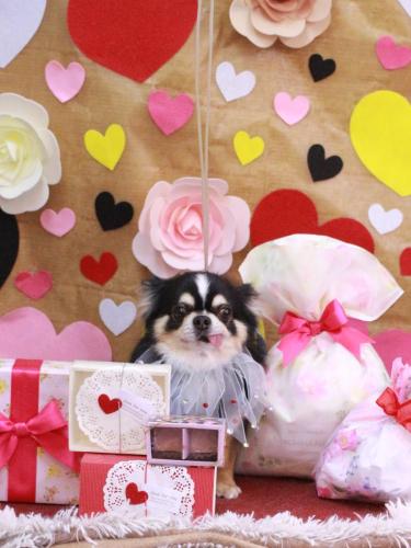 20230215ごまくん